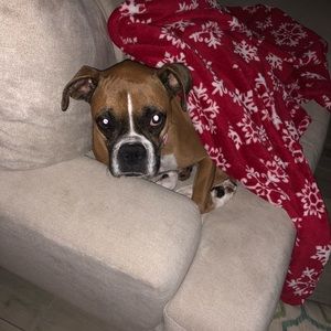 Meet your Posher, Josh